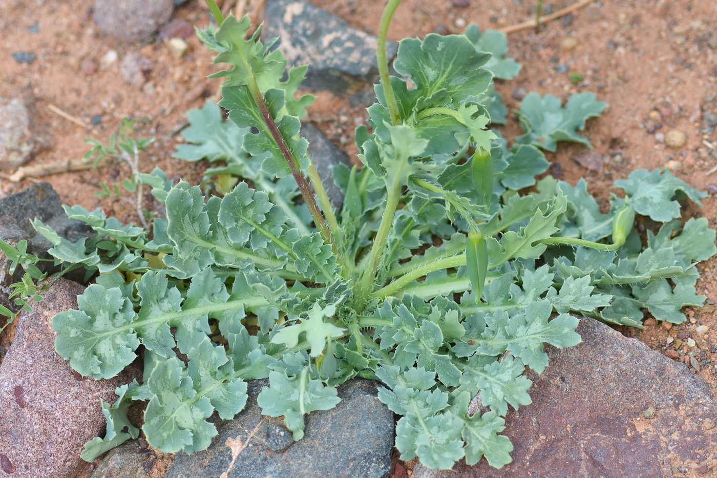 Image of Glaucium fimbrilligerum specimen.