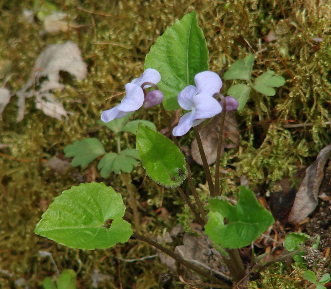 Image of Viola selkirkii specimen.