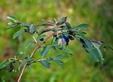 Lonicera altaica. Верхушка ветви с соплодиями. Красноярский край, Ермаковский р-н, природный парк \"Ергаки\", долина р. Тушканчик, ≈ 1200 м н.у.м., опушка хвойного леса. 13.07.2018.