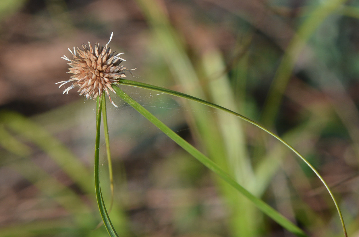 Image of genus Kyllinga specimen.