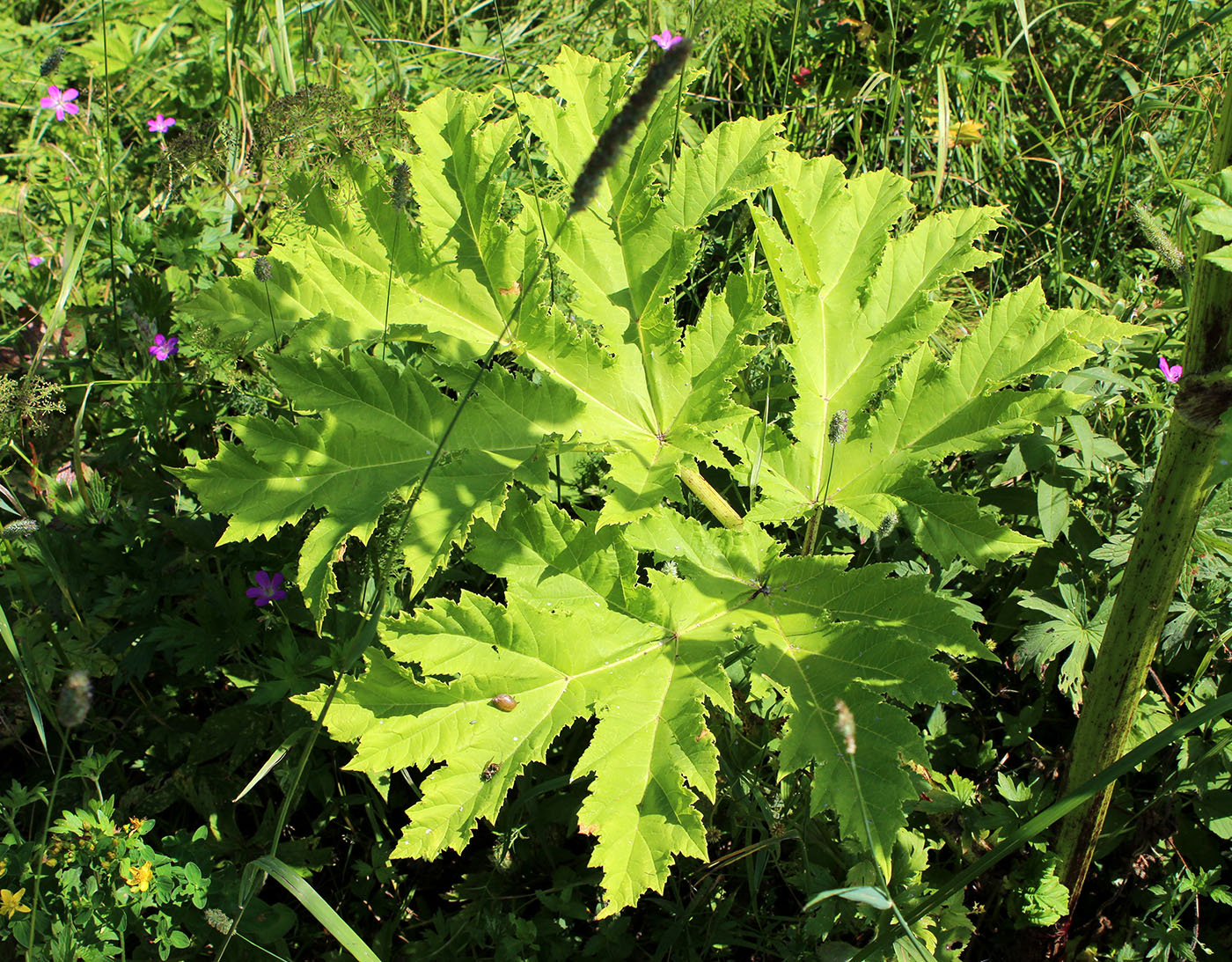 Image of Heracleum sosnowskyi specimen.