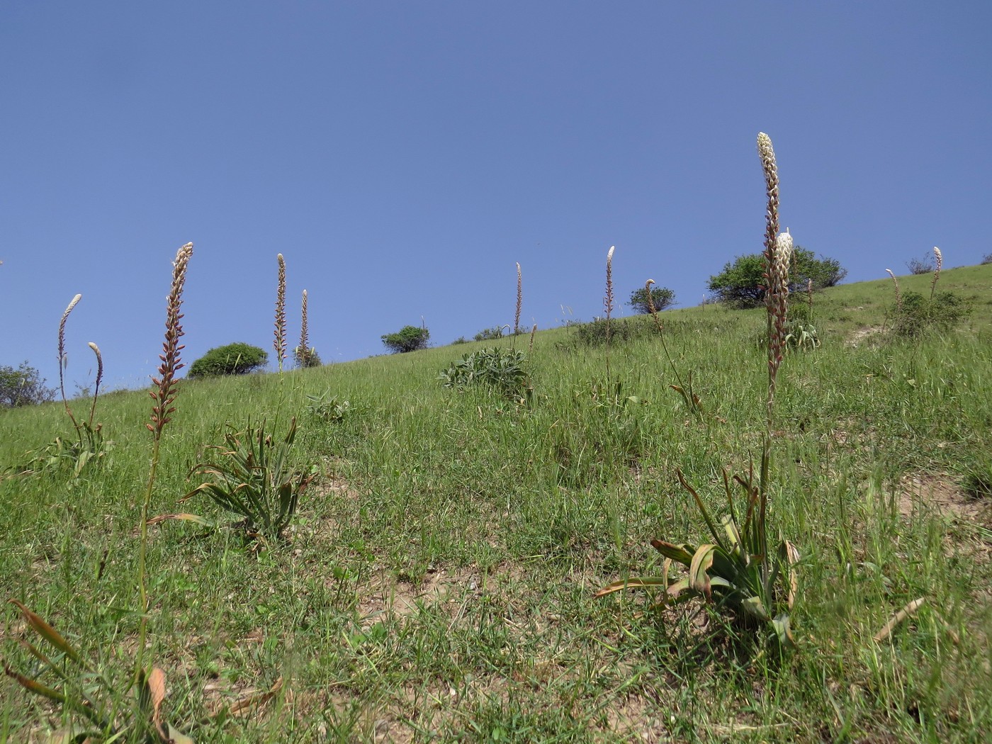Image of Eremurus comosus specimen.