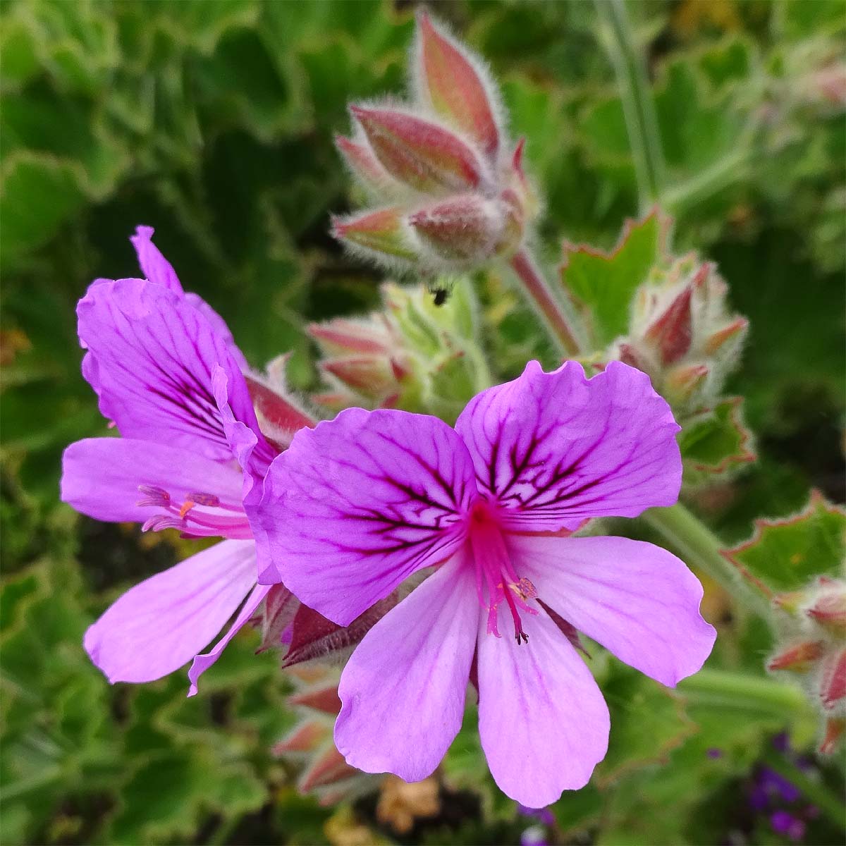 Изображение особи Pelargonium cucullatum.