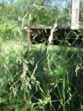 Deschampsia cespitosa