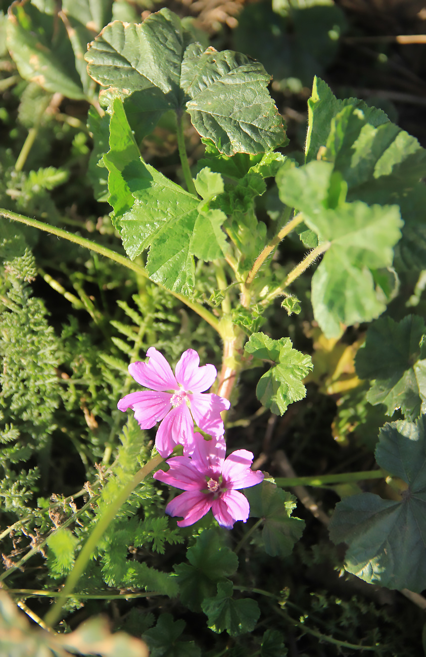 Image of Malva erecta specimen.