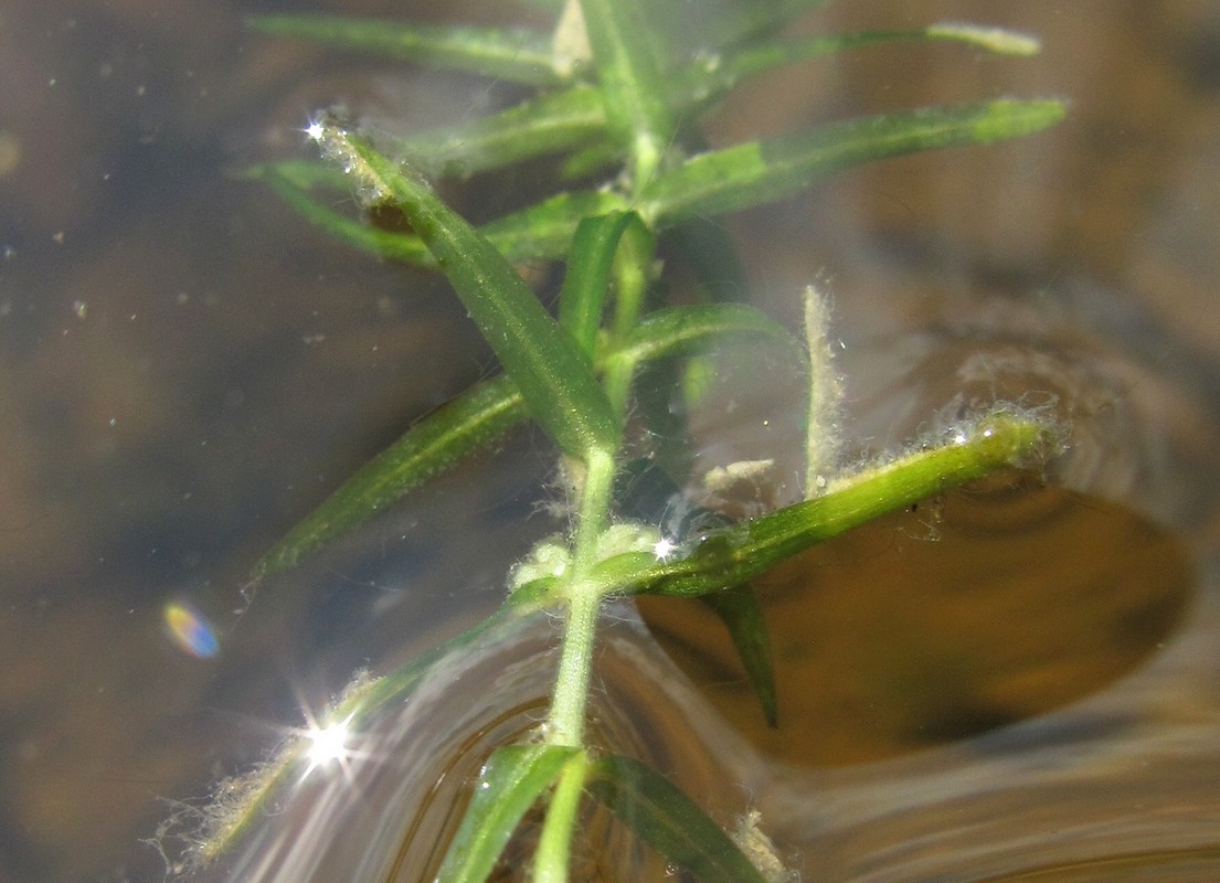 Image of Callitriche hermaphroditica specimen.