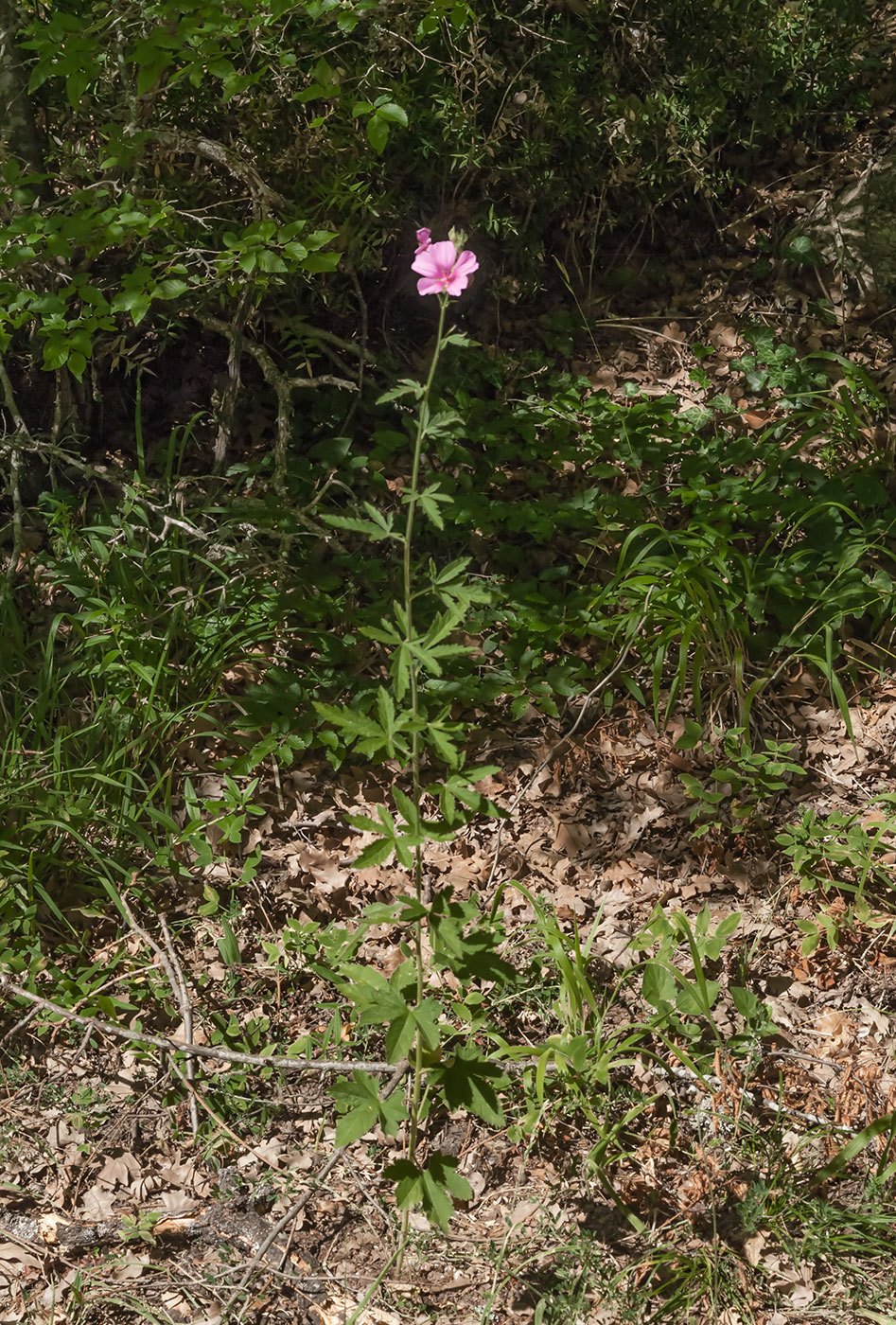 Image of Althaea cannabina specimen.