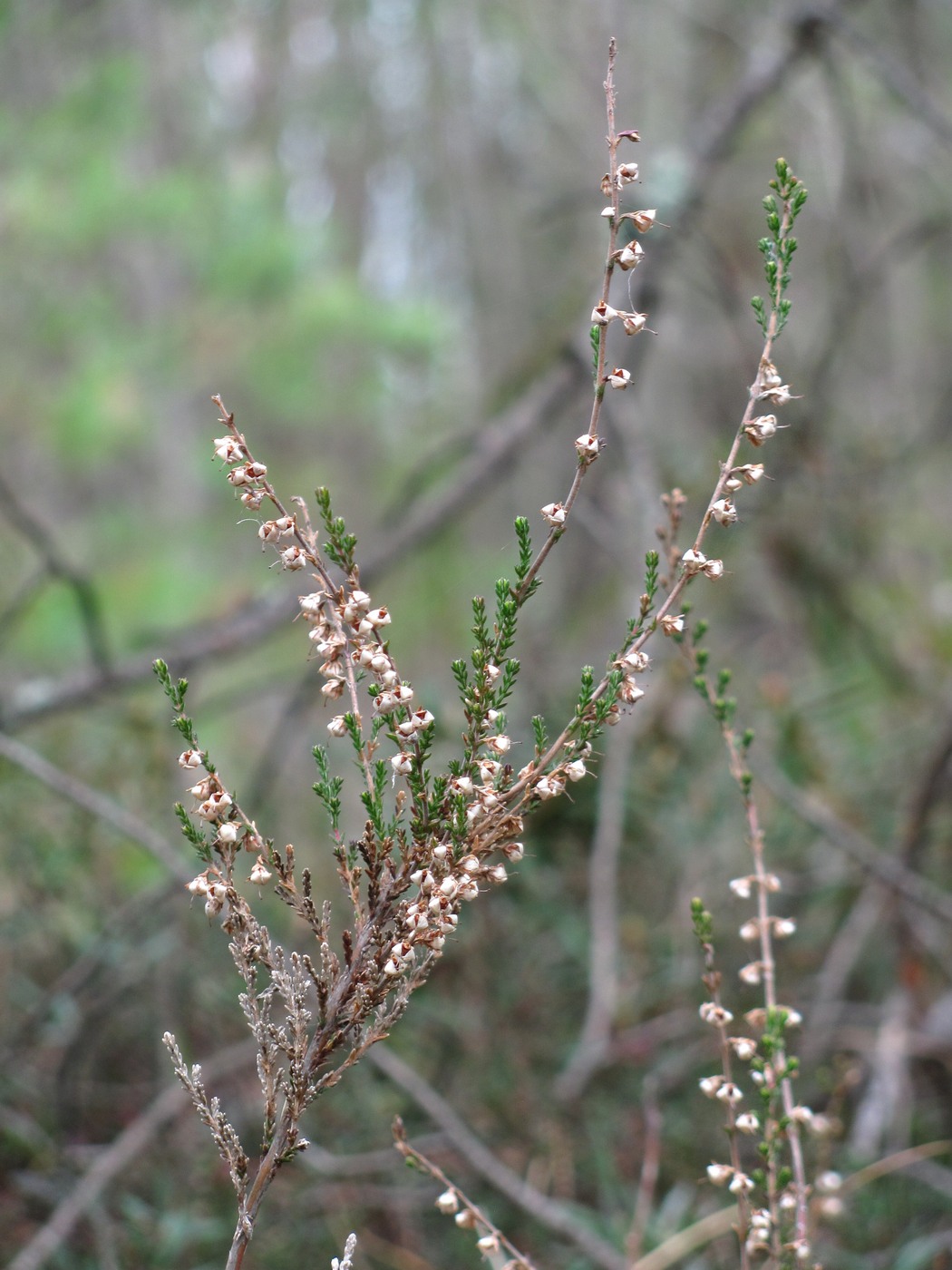 Image of Calluna vulgaris specimen.