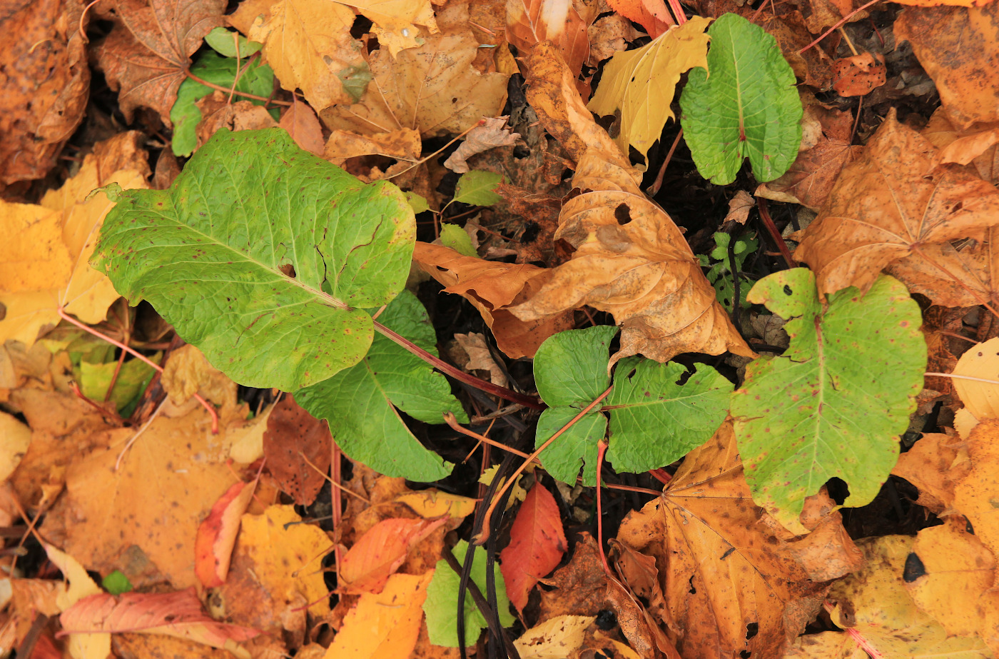 Изображение особи Rumex obtusifolius.