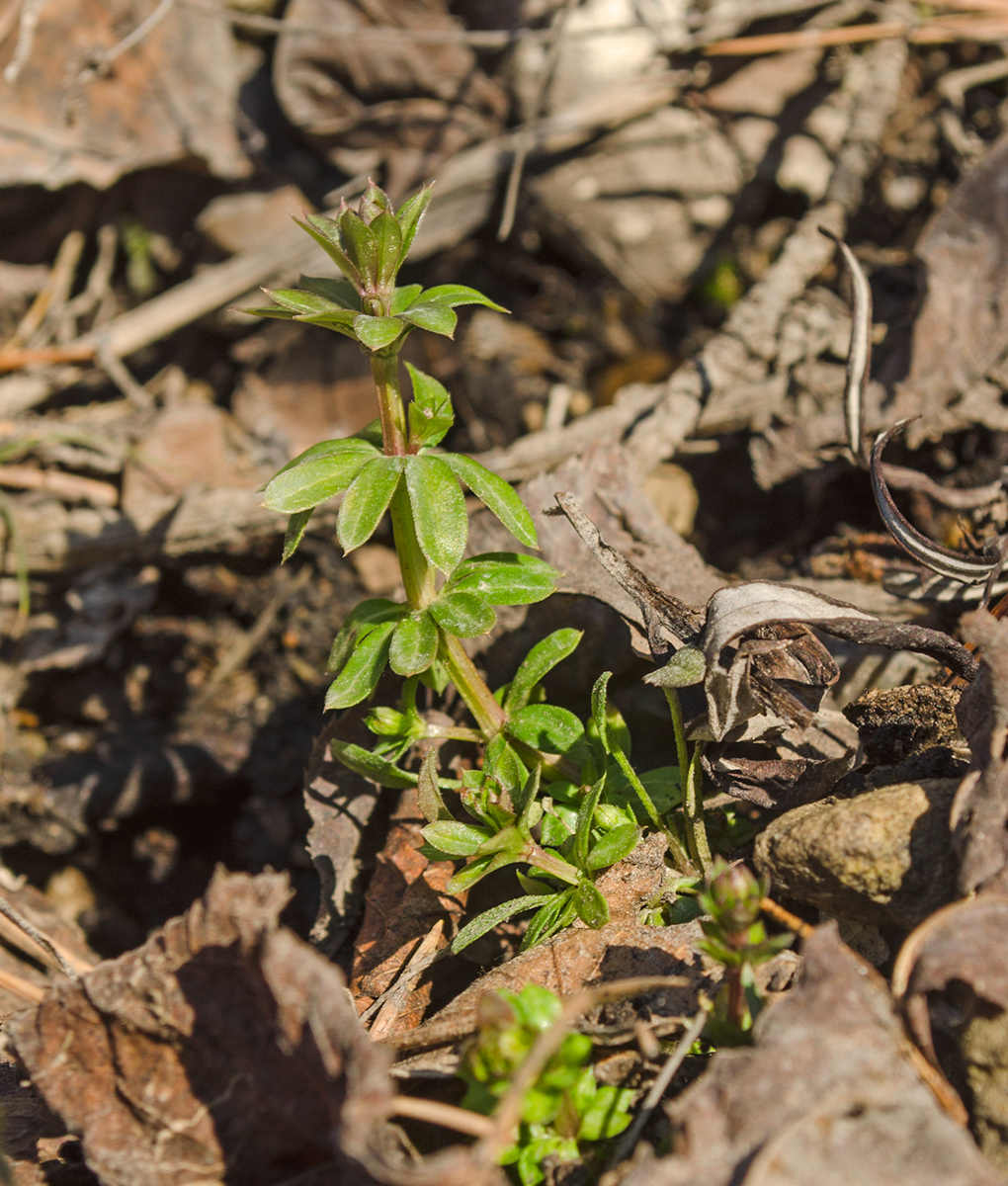 Изображение особи род Galium.