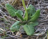 Primula macrocalyx