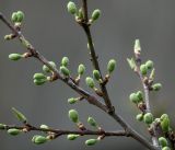 Image of taxon representative. Author is Виталий Гуменюк