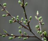 Prunus domestica. Часть ветви с бутонами и листовыми почками. Московская обл., Раменский р-н, окр. дер. Хрипань, садовый участок. 03.05.2019.