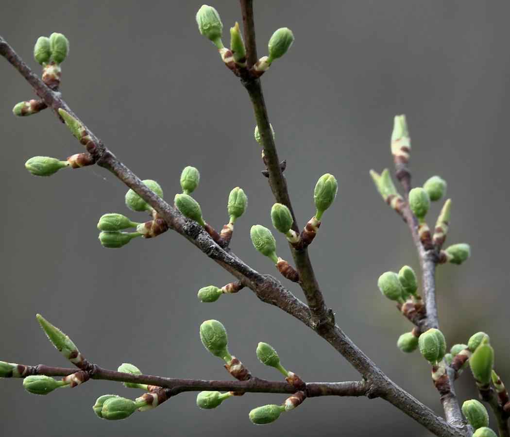 Image of Prunus domestica specimen.