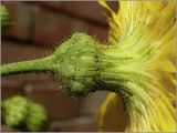 Sonchus arvensis. Корзинка. Чувашия, г. Шумерля. 5 июля 2010 г.