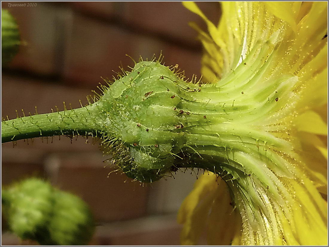 Изображение особи Sonchus arvensis.