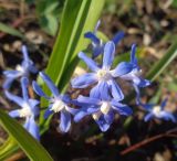 Chionodoxa sardensis