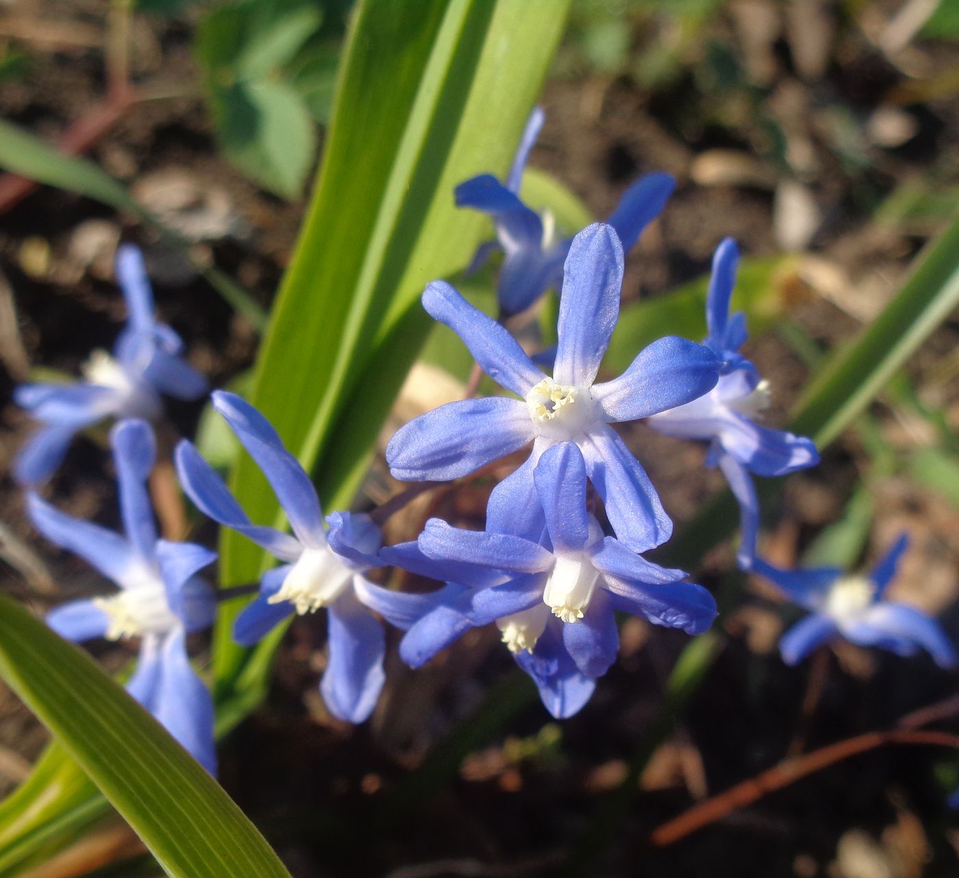 Изображение особи Chionodoxa sardensis.