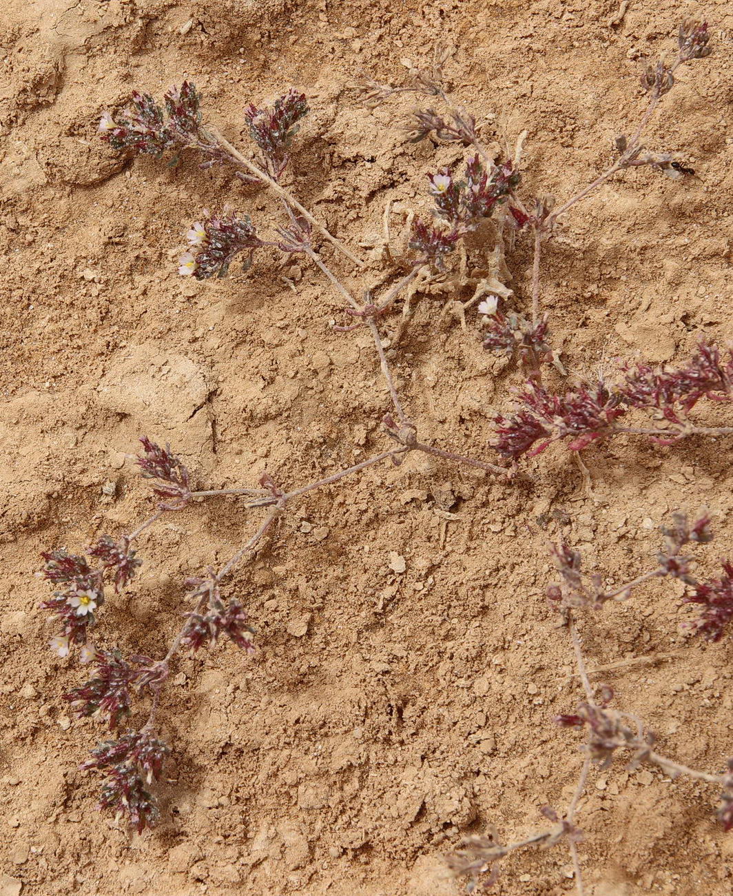 Image of Frankenia pulverulenta specimen.