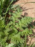 Erodium cicutarium