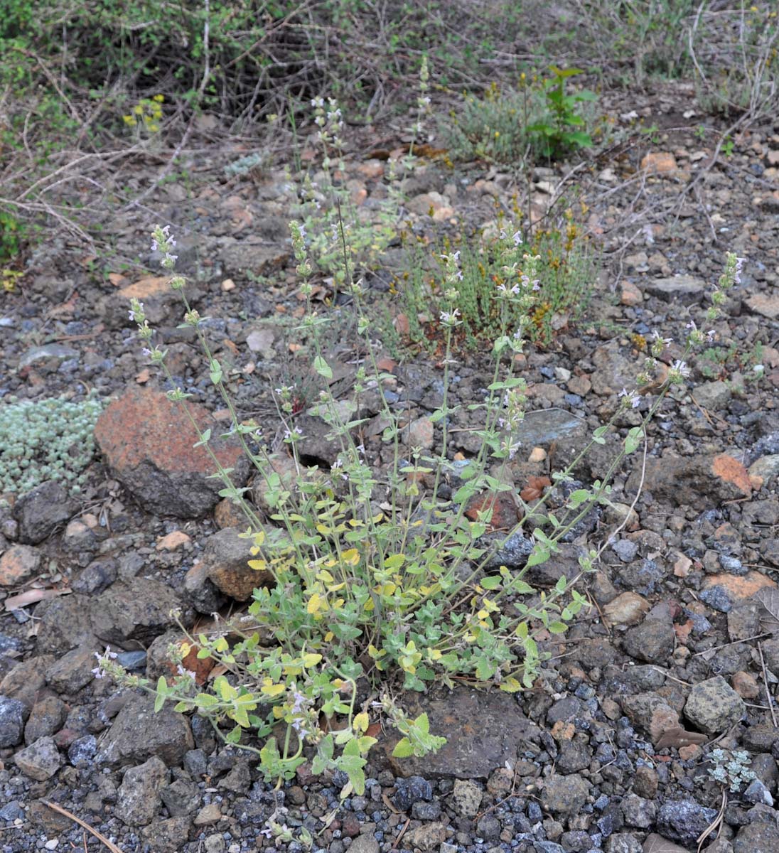 Изображение особи Nepeta italica ssp. troodi.