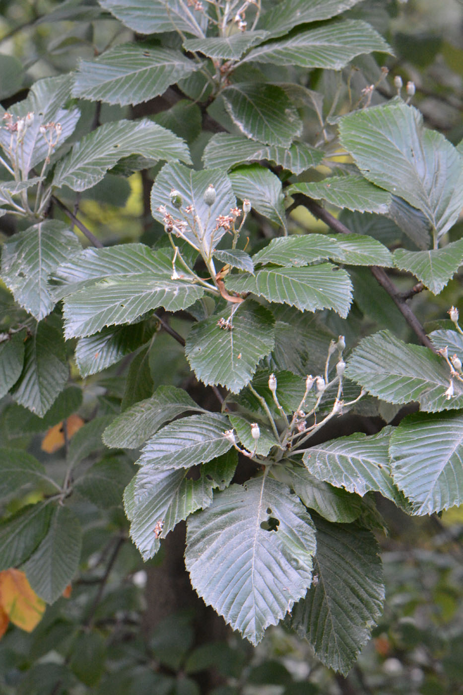 Image of Sorbus graeca specimen.