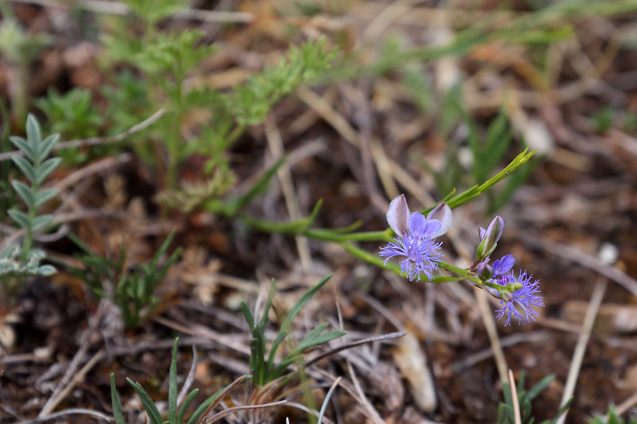 Image of Polygala tenuifolia specimen.