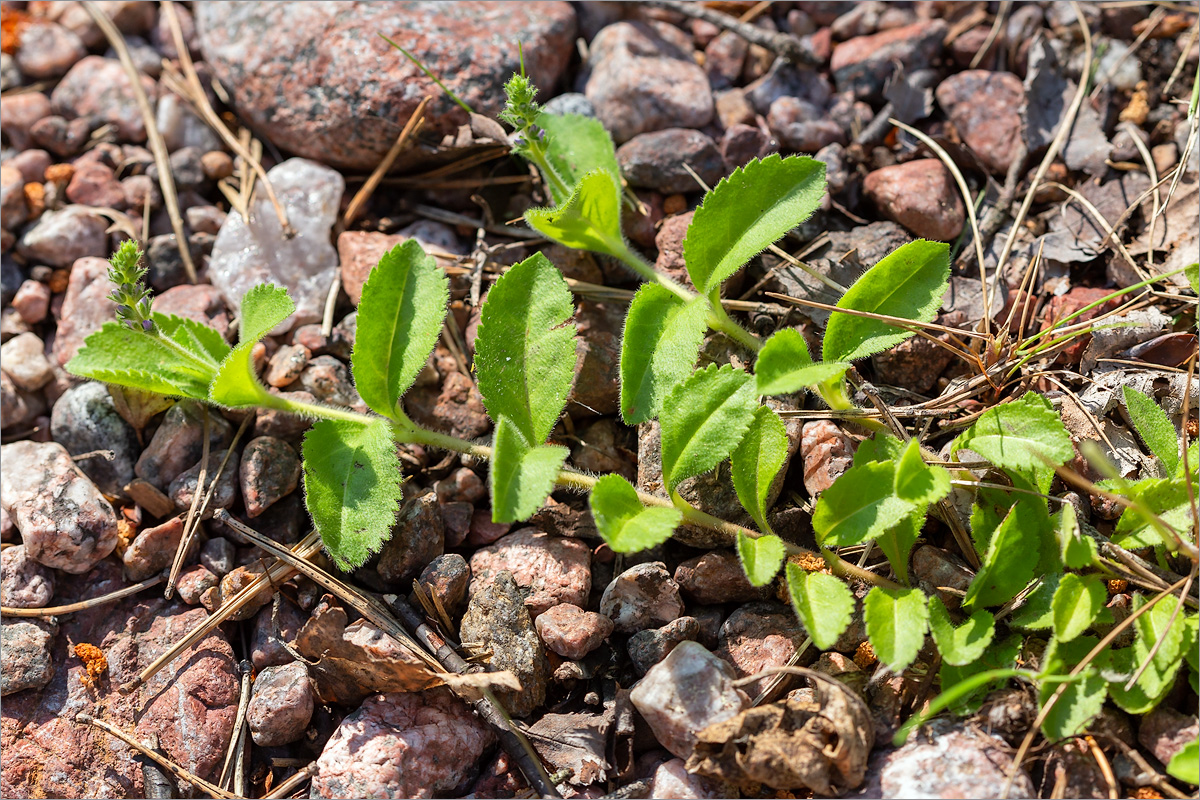 Image of Veronica officinalis specimen.