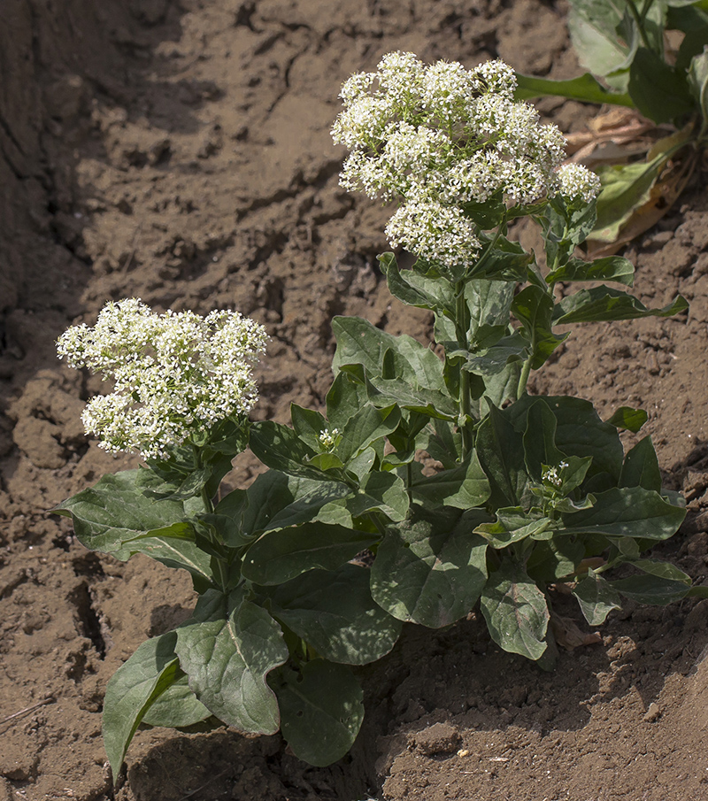 Image of Cardaria draba specimen.