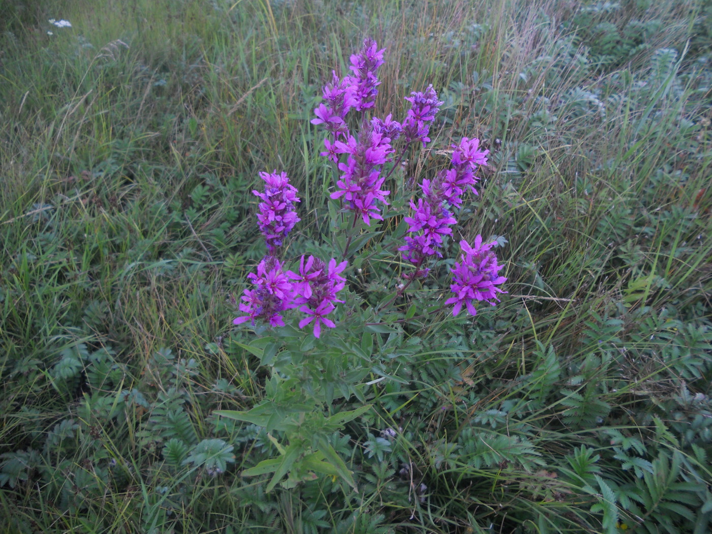 Image of Lythrum intermedium specimen.