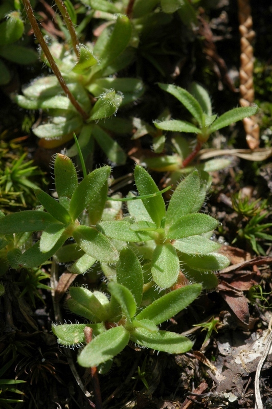 Image of Androsace lehmanniana specimen.