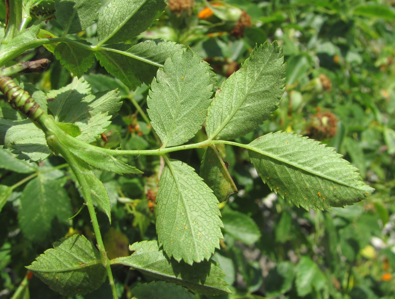 Image of Rosa canina specimen.