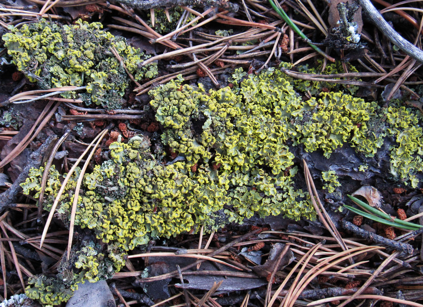 Image of Vulpicida pinastri specimen.