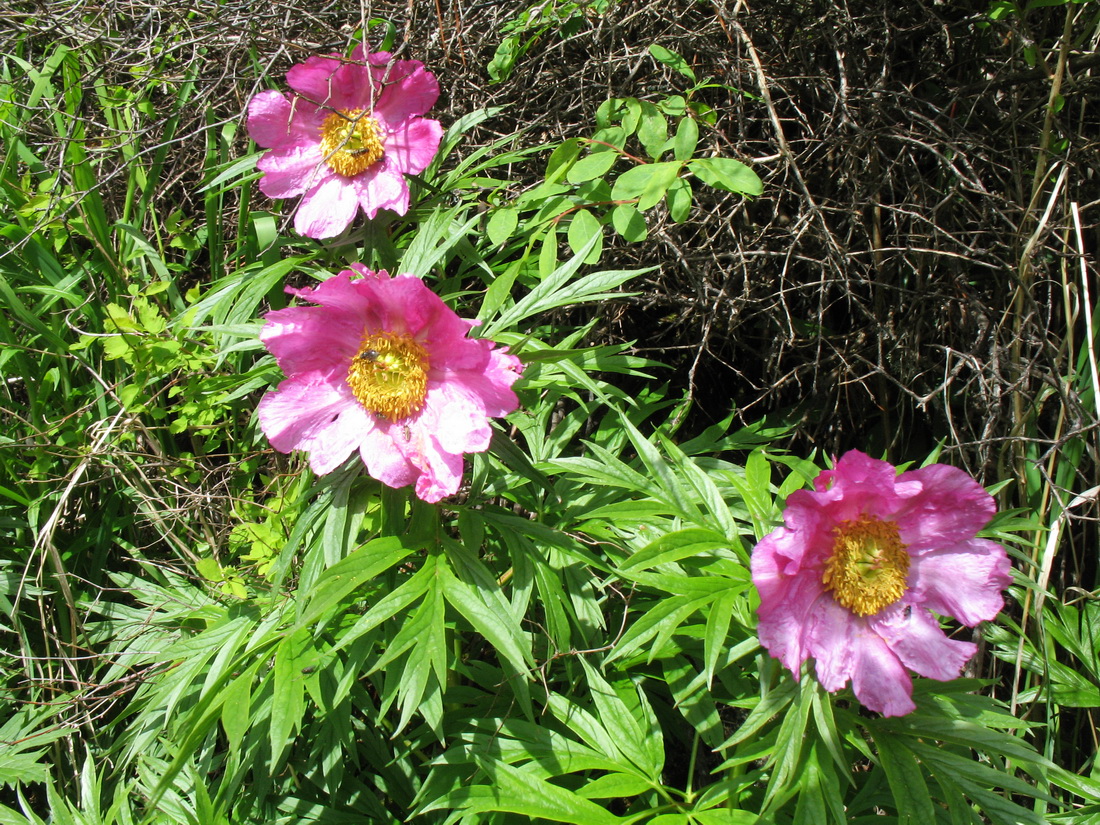 Image of Paeonia anomala specimen.