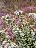 Teucrium capitatum