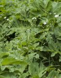 Cerastium davuricum. Верхушка цветущего растения в зарослях Heracleum (крупные рассечённые листья). Краснодарский край, Апшеронский р-н, гора Черногор, ≈ 1700 м н.у.м., субальпийский луг на карсте. 06.07.2019.