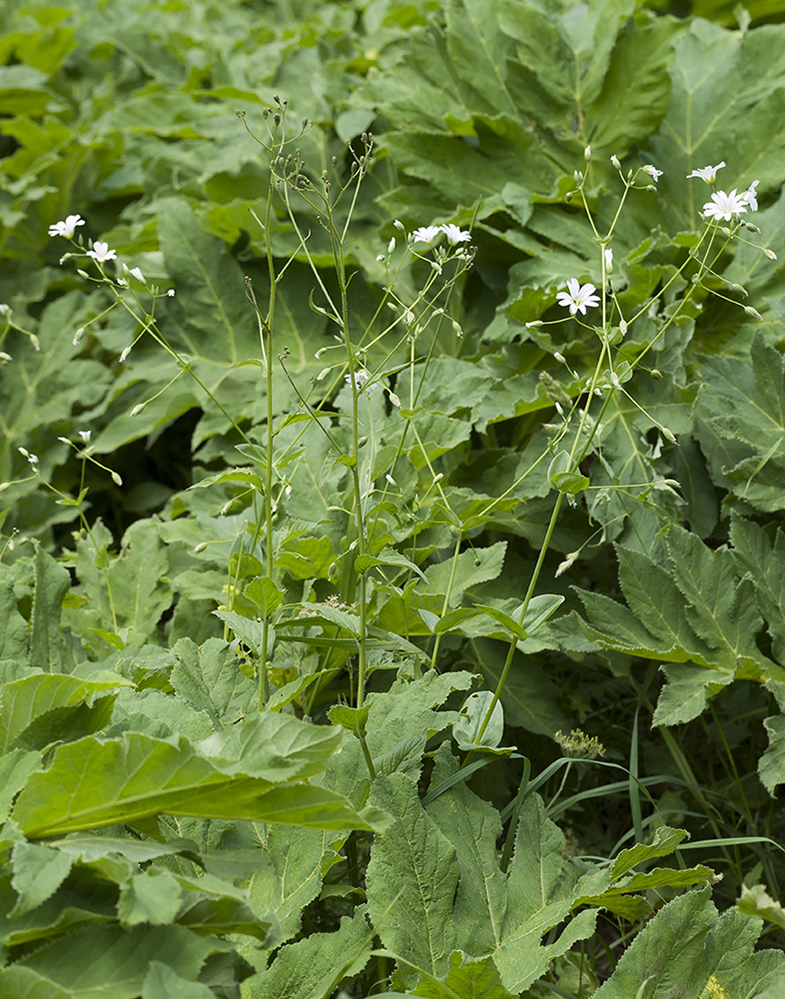 Изображение особи Cerastium davuricum.