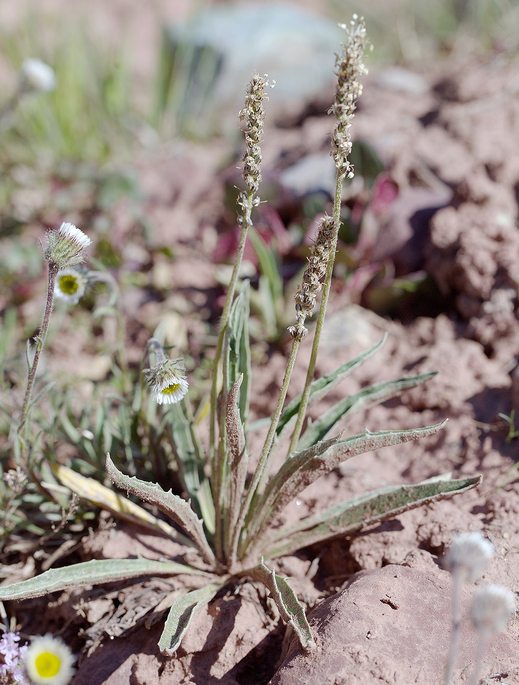 Изображение особи Plantago arachnoidea.