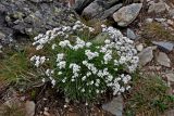 Gypsophila uralensis. Цветущие растения. Башкирия, Белорецкий р-н, гора Большой Иремель, ≈ 1500 м н.у.м., каменистый склон. 30.07.2019.