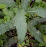 Cirsium setosum