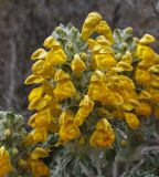 Phlomoides speciosa