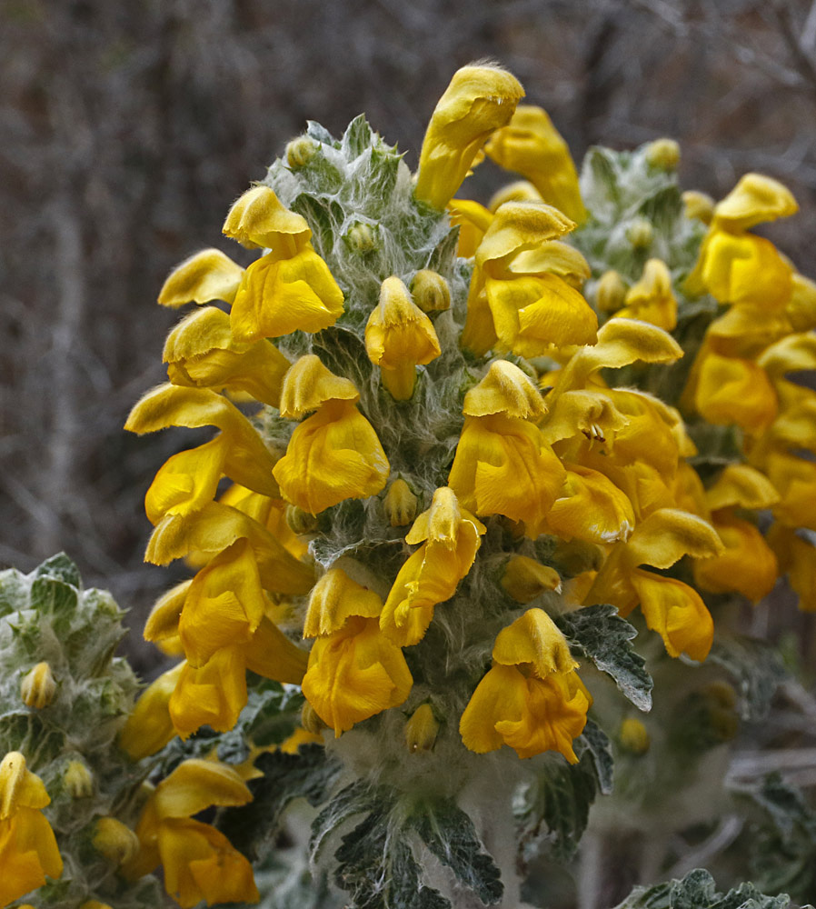 Изображение особи Phlomoides speciosa.