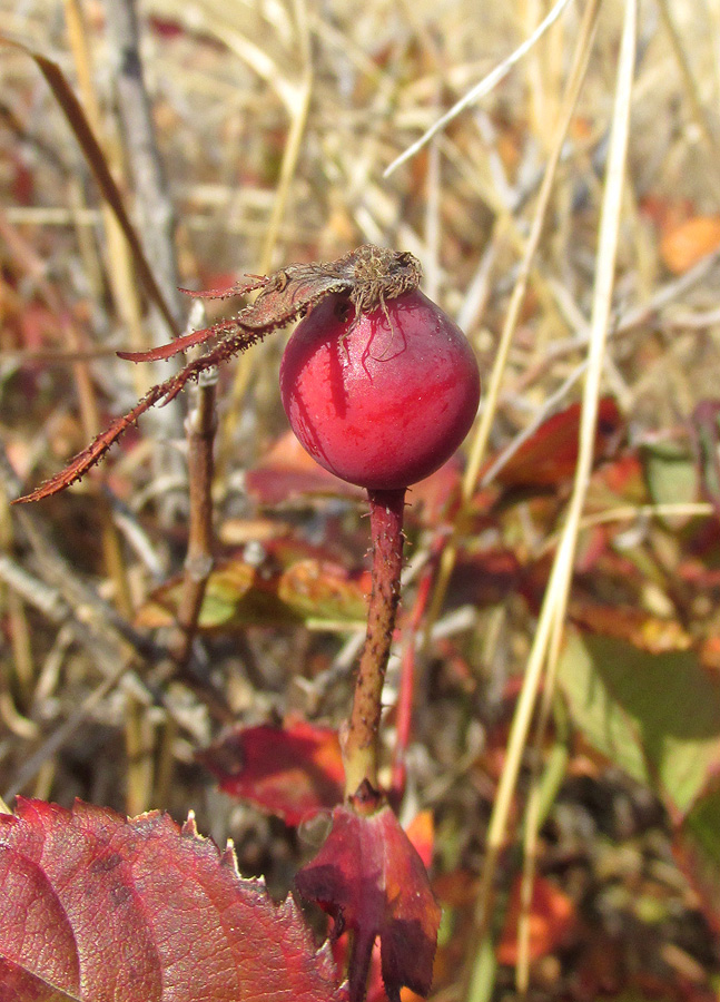 Image of genus Rosa specimen.