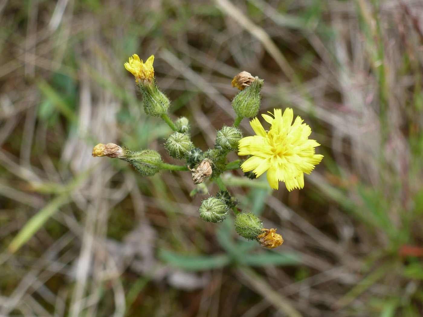 Image of Pilosella &times; densiflora specimen.