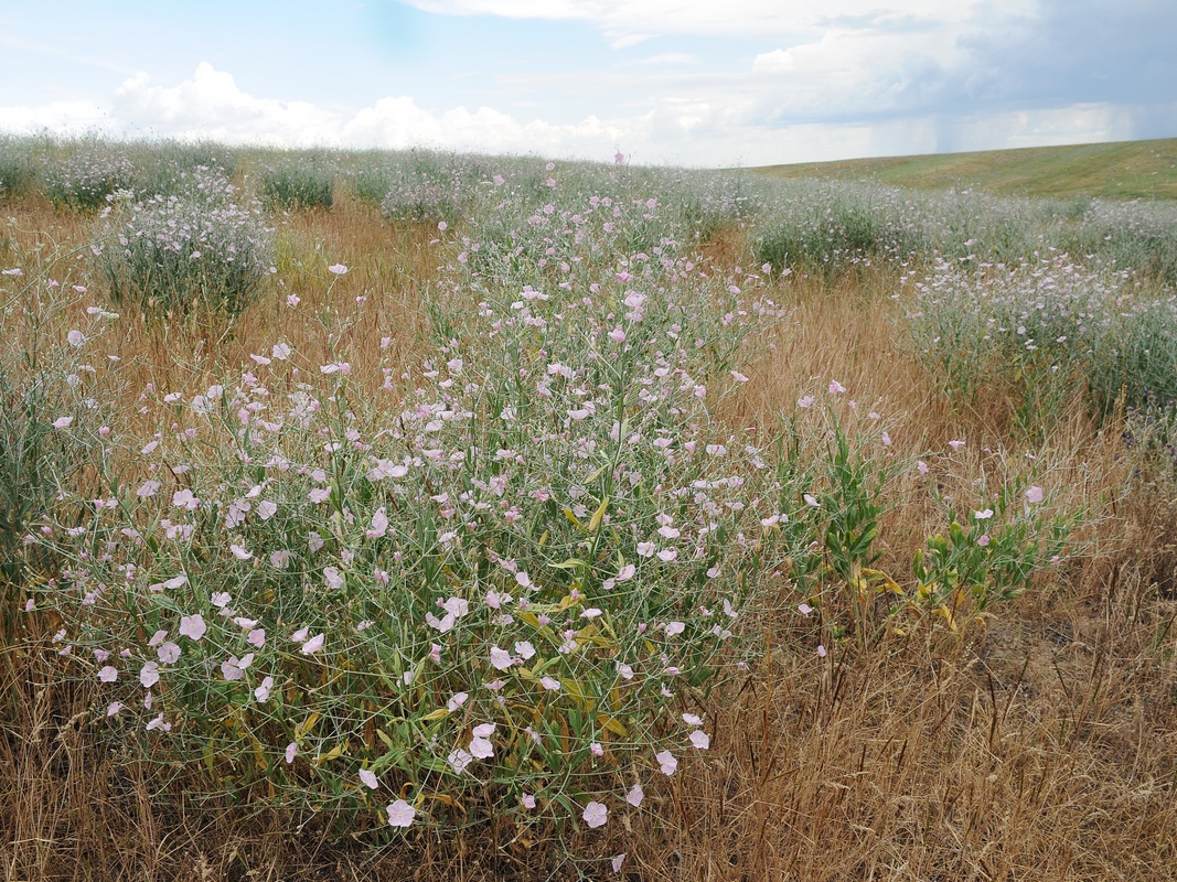 Изображение особи Convolvulus subhirsutus.