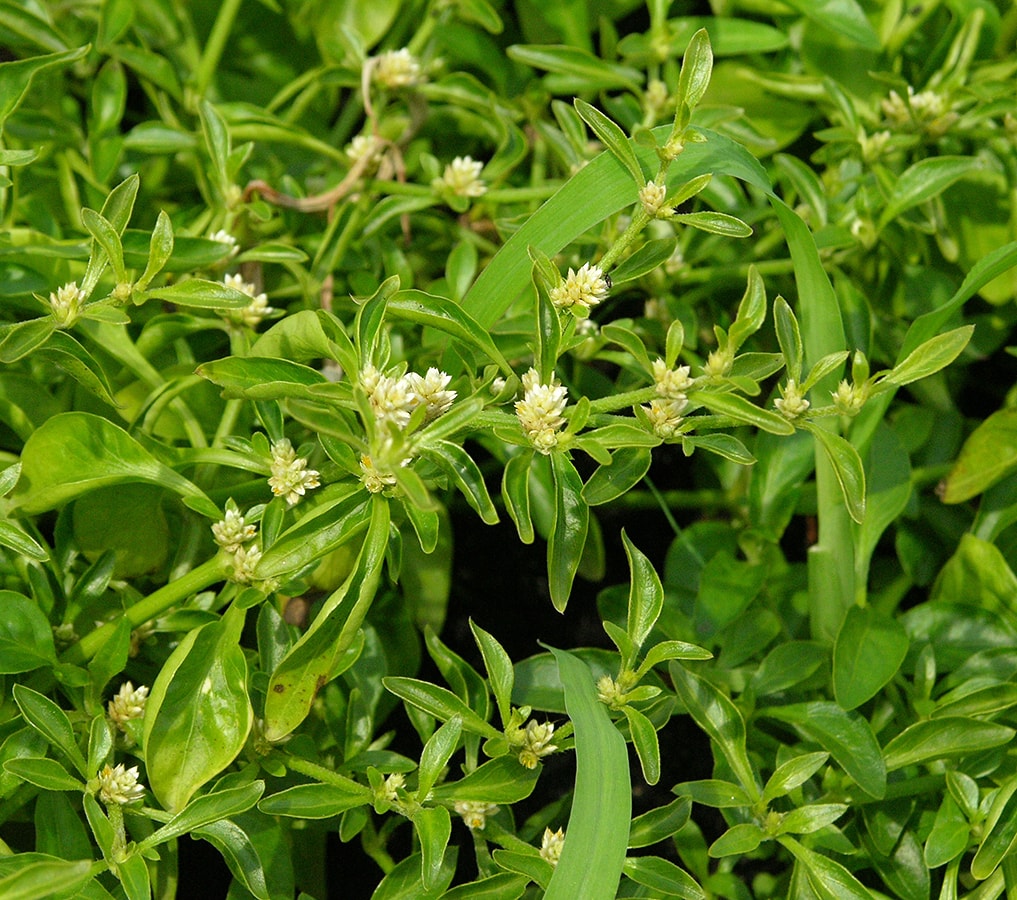 Image of Alternanthera sessilis specimen.