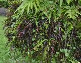 Codiaeum variegatum. Вегетирующее растение. Таиланд, Пхукет, округ Mueang Phuket, р-н Карон, Soi Leammumnai, мыс Blue's Point, у хижины смотрителя, на стволе старого дерева. 01.10.2019.