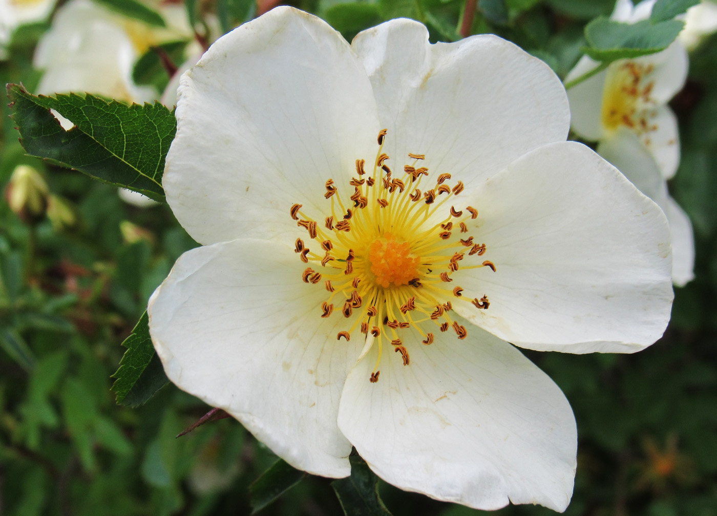 Image of Rosa spinosissima specimen.