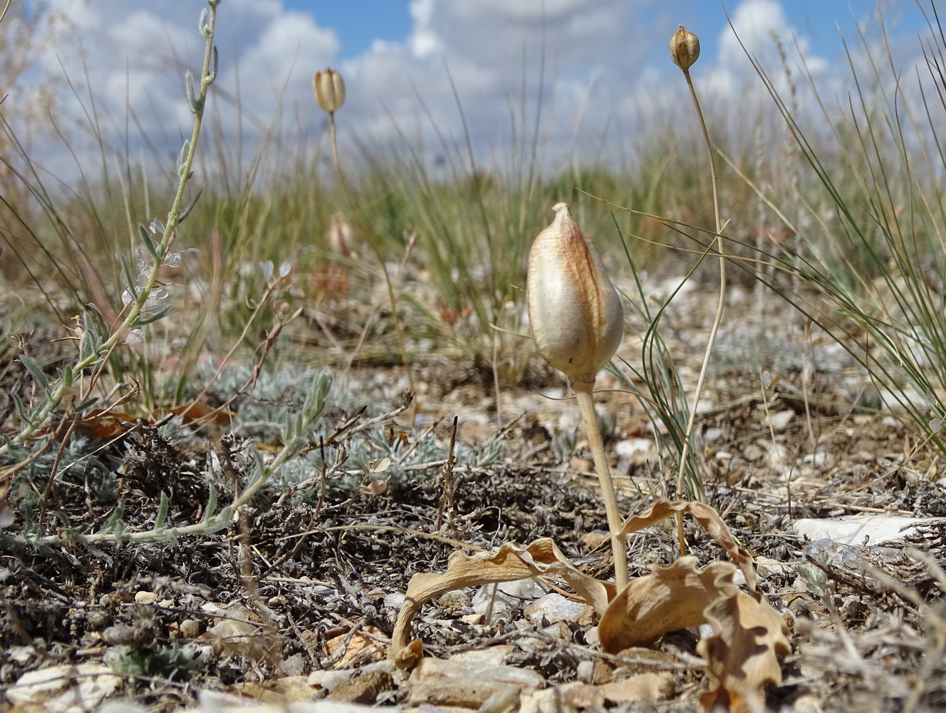 Изображение особи Tulipa alberti.