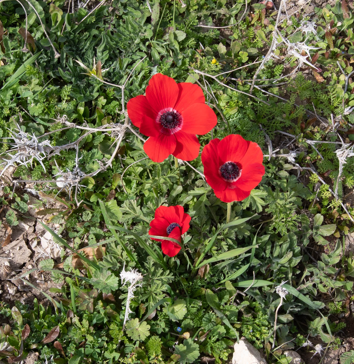 Изображение особи Anemone coronaria.